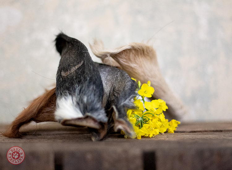 Rinderohren mit Fell luftgetrocknet** 10 Stück