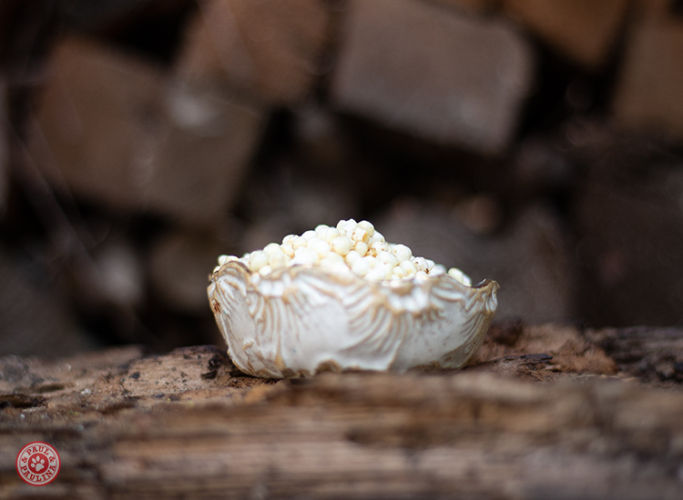 Hirse gepoppt glutenfrei