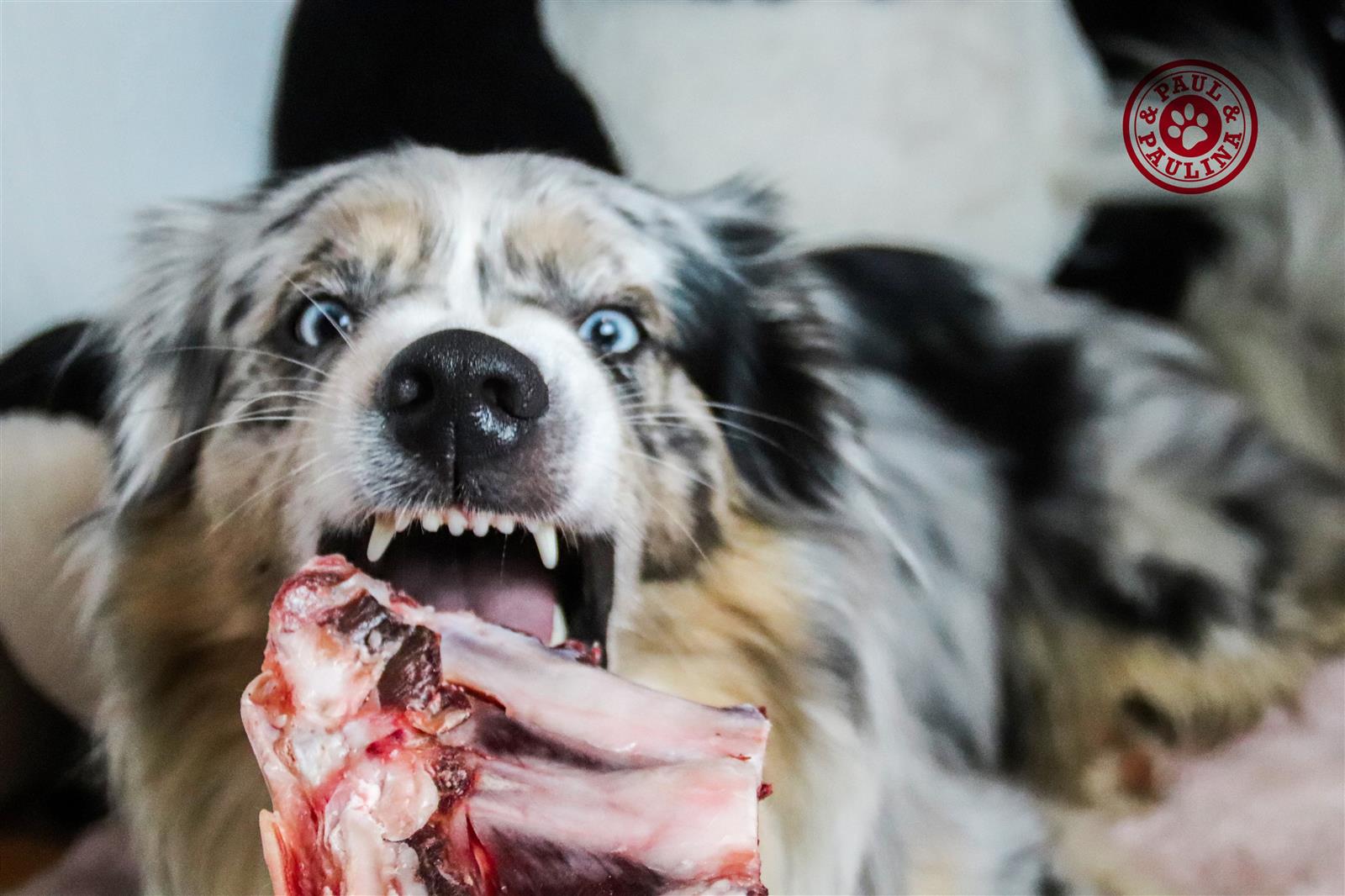 Ziegenrippen am Stück roh