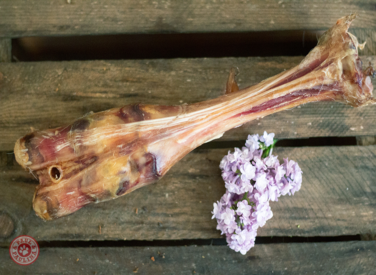 Pferdeunterbein getrocknet 1 Stück