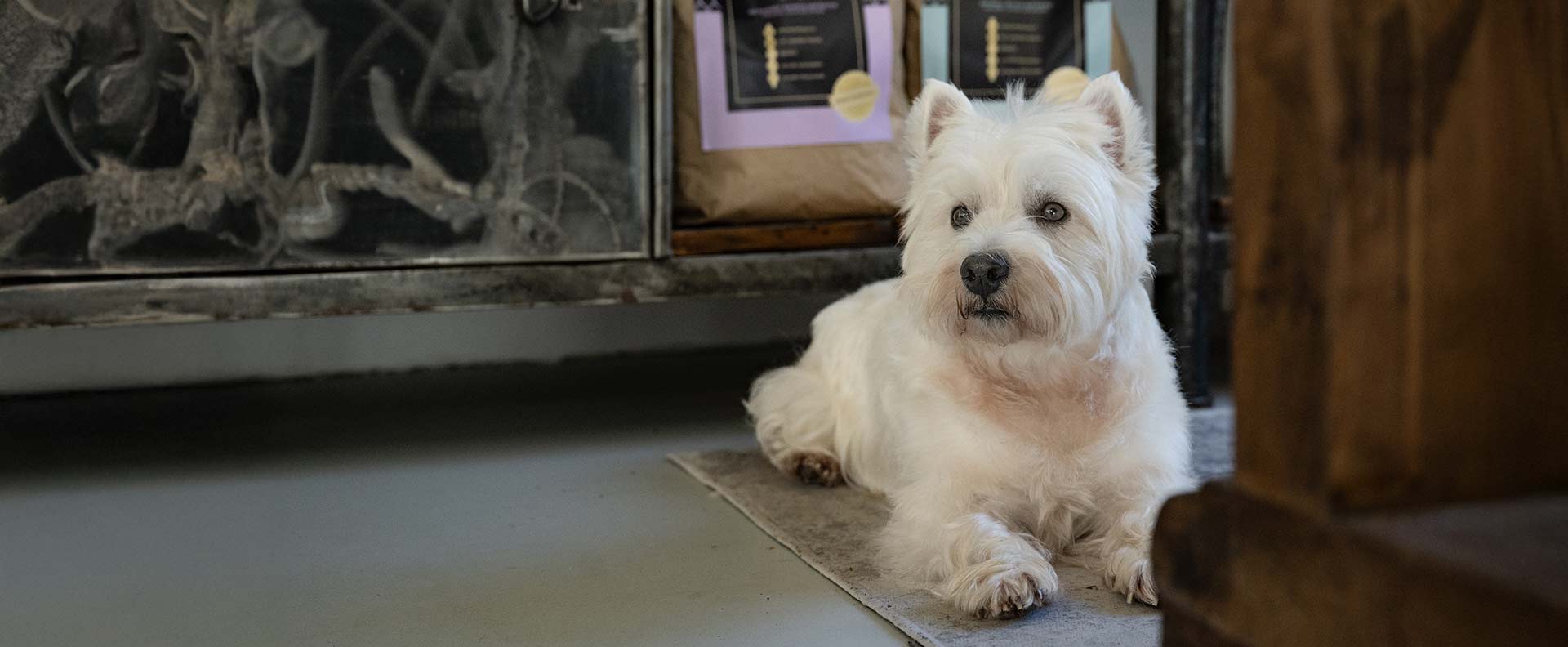 Ein weißer Hund liegt auf einem Teppich in einem Raum und schaut zur Seite
