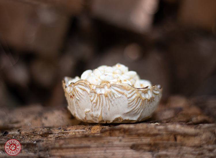 Reis gepoppt (glutenfrei)