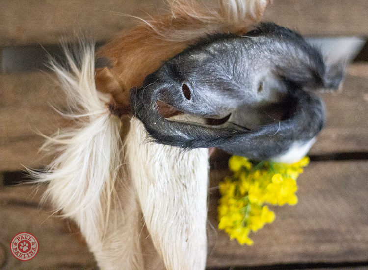 Rinderohren mit Fell luftgetrocknet** 10 Stück