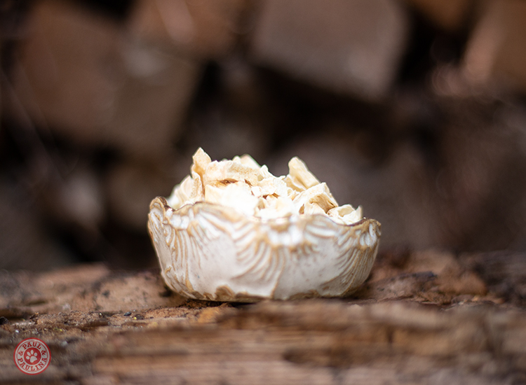 Pastinakenwürfel luftgetrocknet