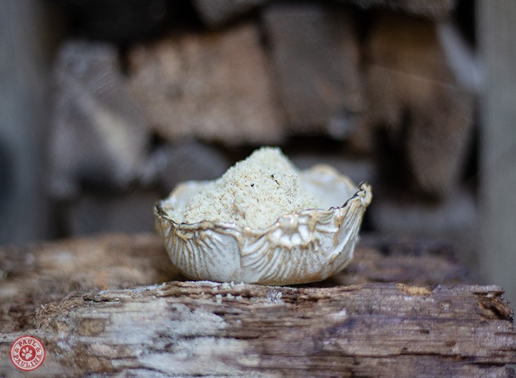 Lammfleischknochenmehl 1000g