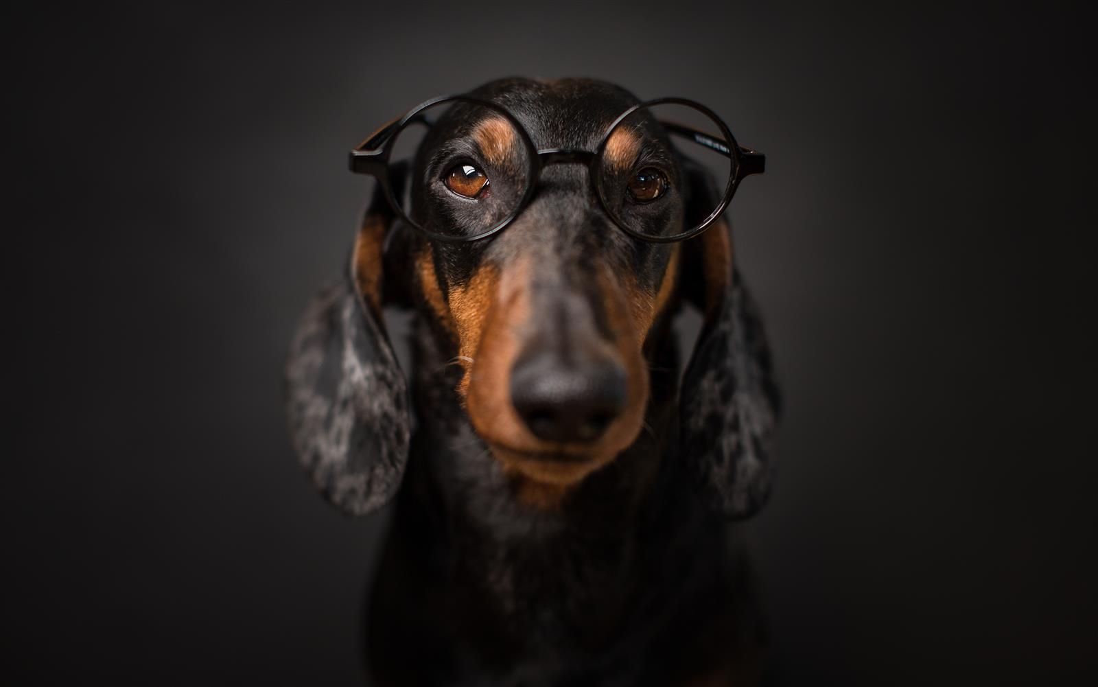 Haut und Fellwechsel